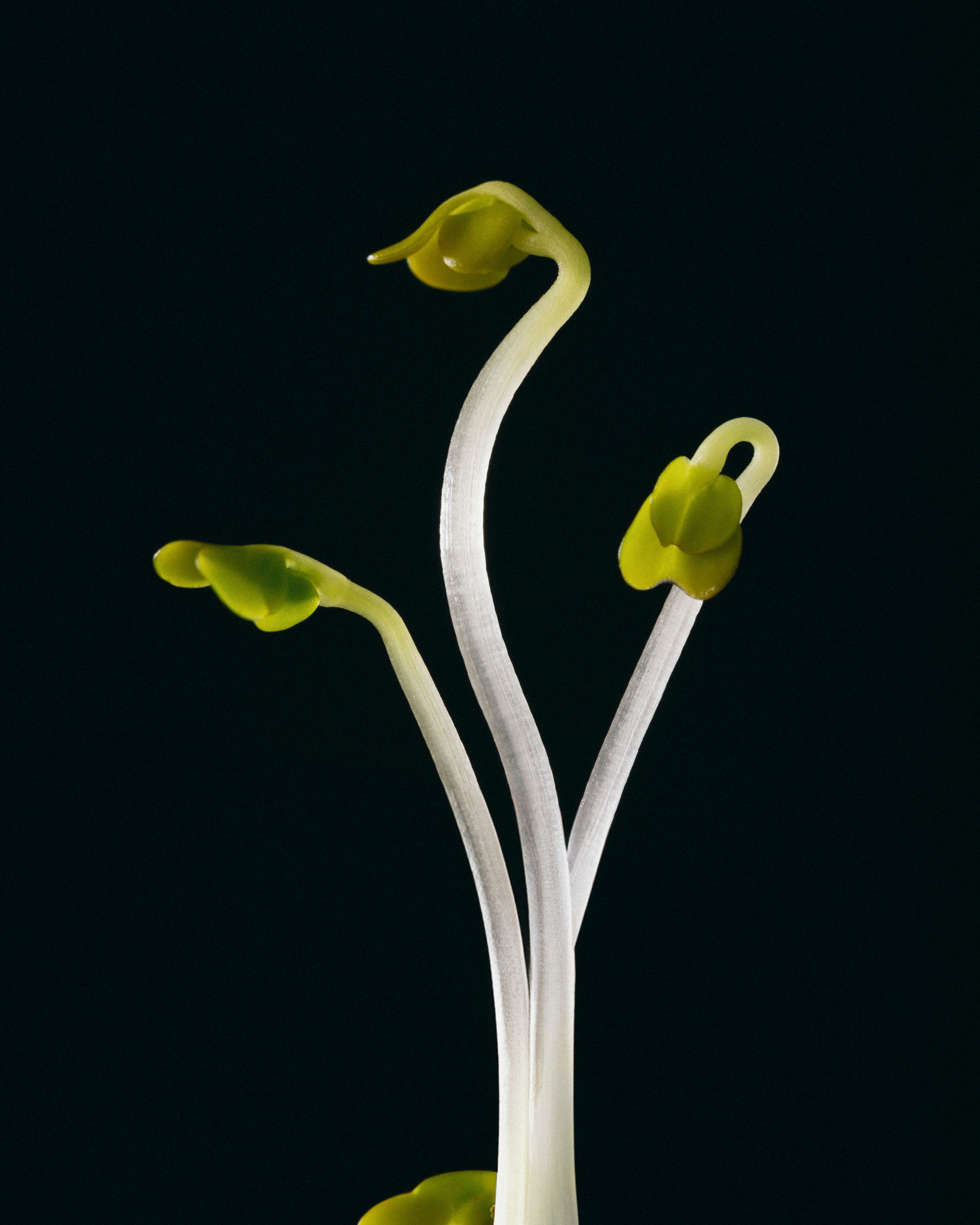 ブロッコリースプラウトの写真。Nomio（ノミオ）に使用される植物由来素材で、スポーツ栄養やアスリートのパフォーマンスサポートに活用されています。