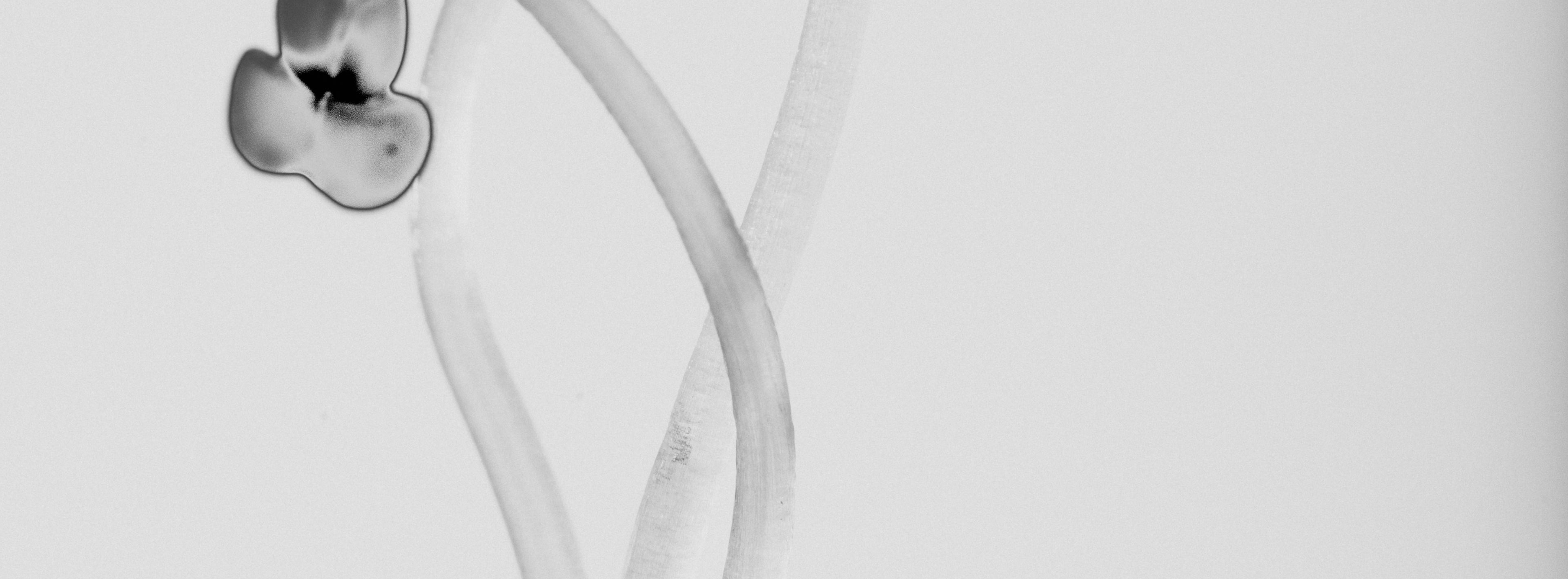 ブロッコリースプラウトの写真。Nomio（ノミオ）に使用される植物由来素材で、スポーツ栄養やアスリートのパフォーマンスサポートに活用されています。白黒。